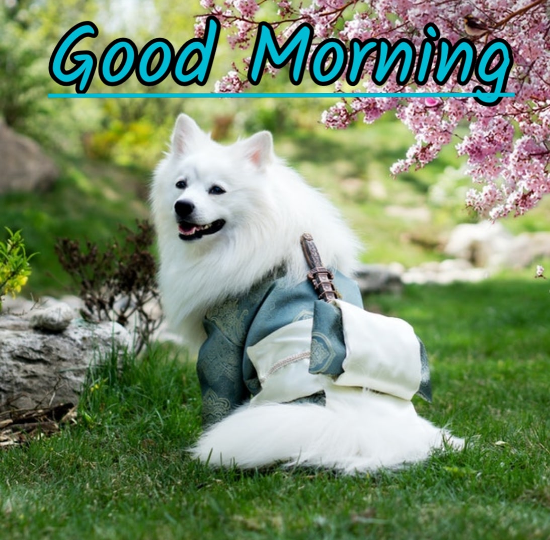 Best Good Morning Images hd6